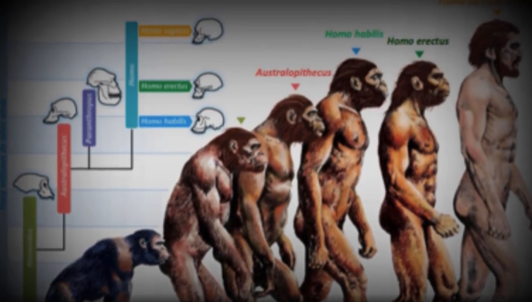 /blog/public/img30/Ulfric_anarque_evolution_Singe-Homme.jpg