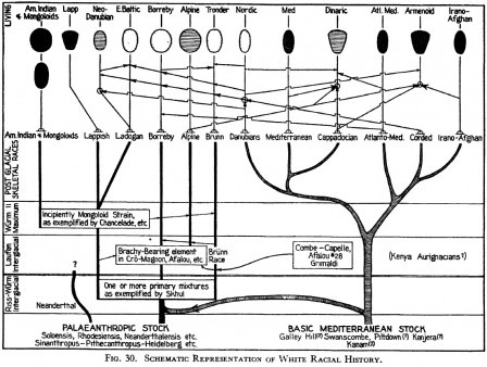 schematic_representation_of_white_racial_history.jpg